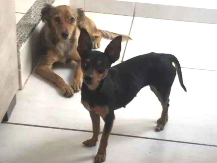 Cachorro raça Pincher  idade  nome Bel 