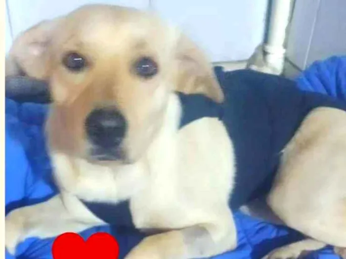 Cachorro ra a SRD idade 2 anos nome Branquinha