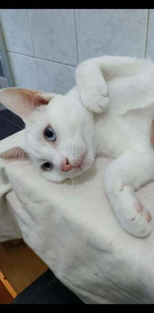 Gato ra a Mix de angorá turco idade 2 a 6 meses nome Snow