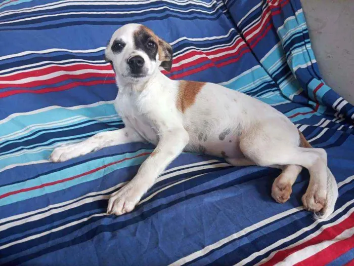 Cachorro ra a Srd idade 2 a 6 meses nome Duas meninas 