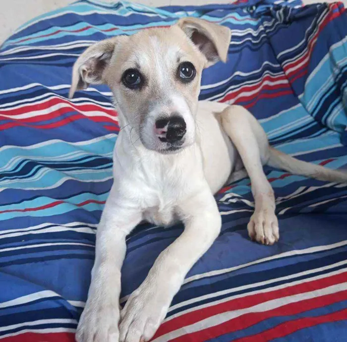 Cachorro ra a Srd idade 2 a 6 meses nome Duas meninas 