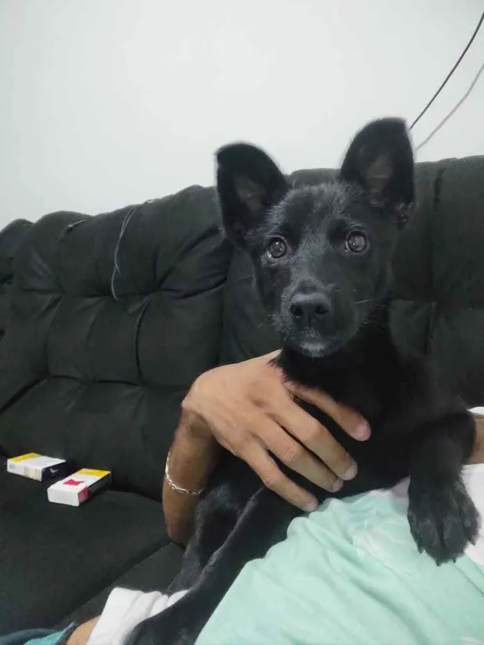 Cachorro ra a SRD idade 2 a 6 meses nome Catuaba