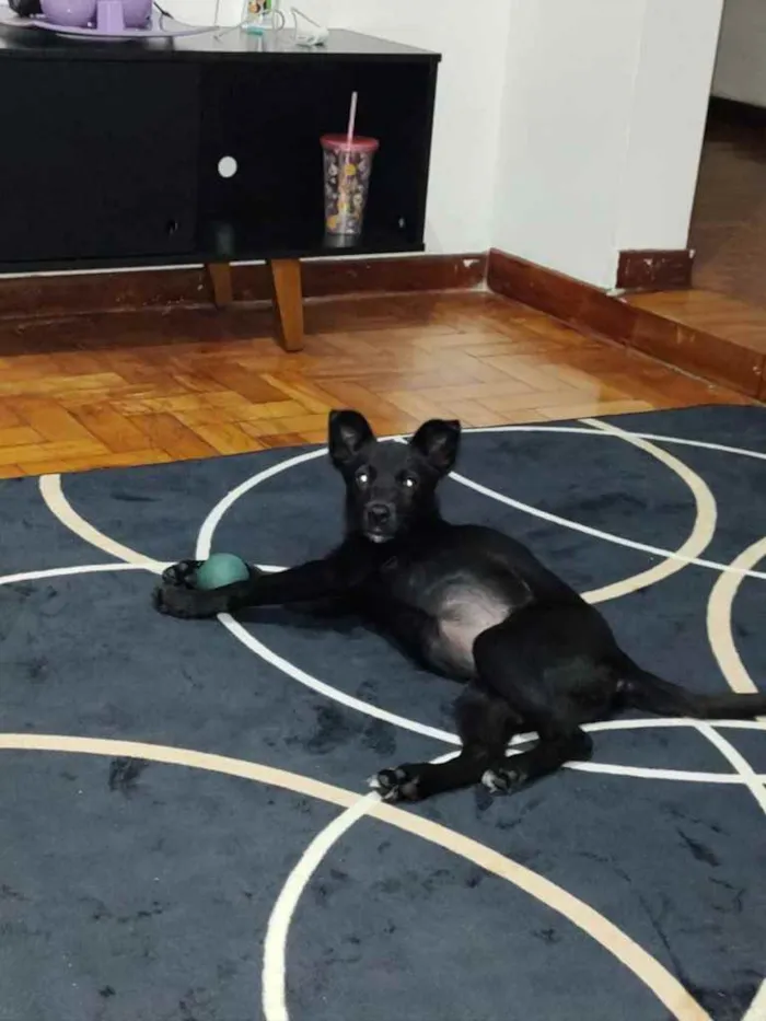 Cachorro ra a SRD idade 2 a 6 meses nome Catuaba