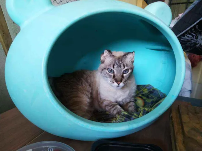 Gato ra a American curl idade 4 anos nome Cookie
