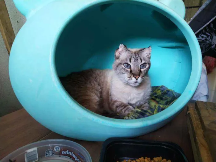 Gato ra a American curl idade 4 anos nome Cookie