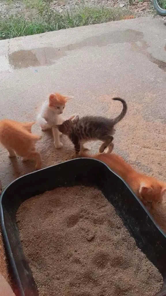 Gato ra a Sem raça  idade Abaixo de 2 meses nome Sem nomes ainda