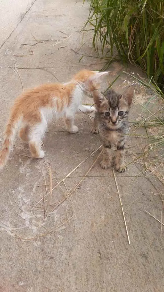 Gato ra a Sem raça  idade Abaixo de 2 meses nome Sem nomes ainda