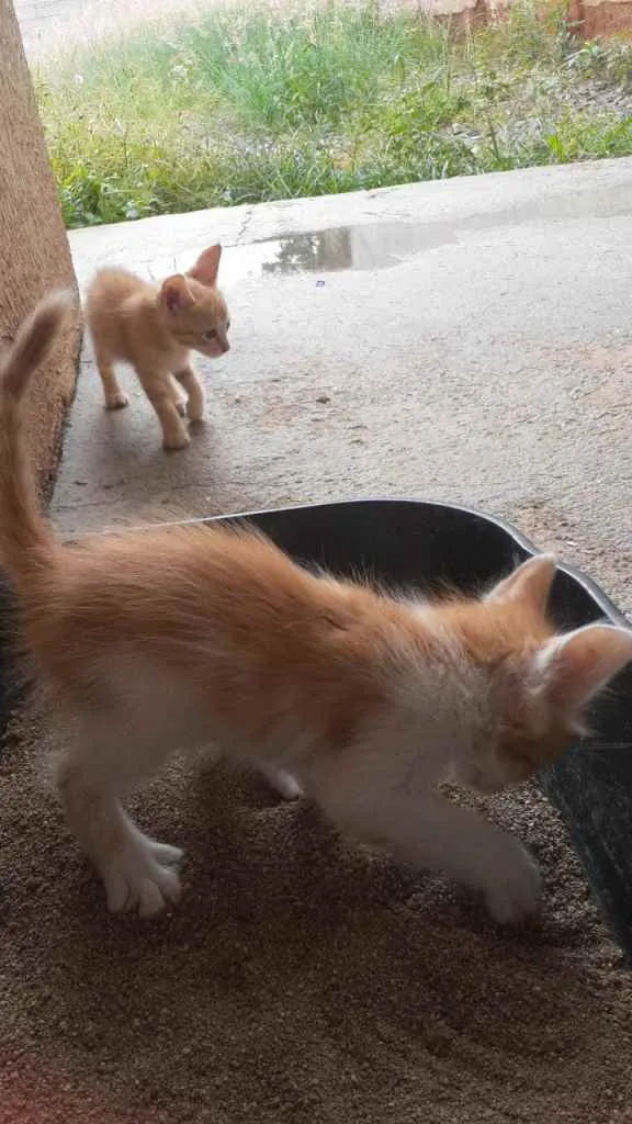 Gato ra a Sem raça  idade Abaixo de 2 meses nome Sem nomes ainda