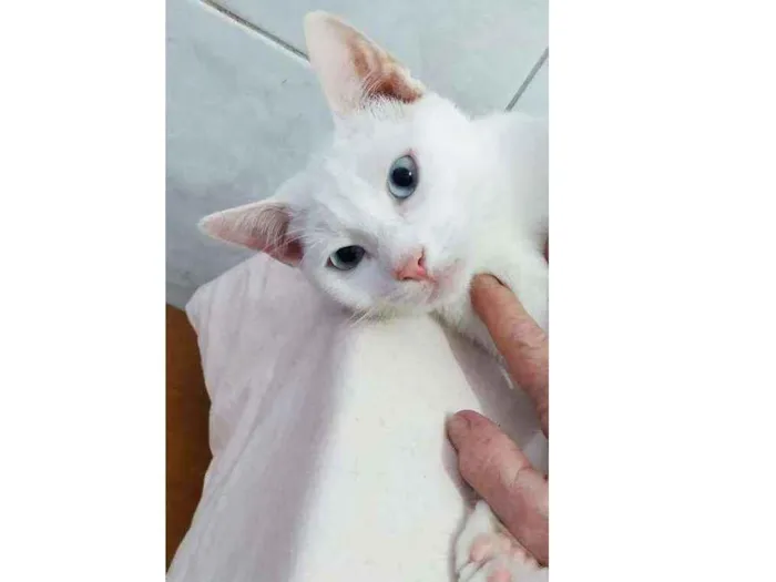 Gato ra a Mix de angorá turco idade 2 a 6 meses nome Snow