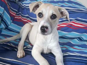 Cachorro raça Srd idade 2 a 6 meses nome Duas meninas 