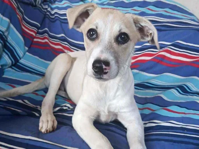 Cachorro ra a Srd idade 2 a 6 meses nome Duas meninas 