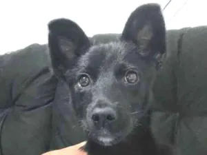 Cachorro raça SRD idade 2 a 6 meses nome Catuaba