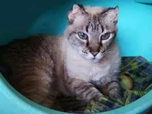 Gato raça American curl idade 4 anos nome Cookie