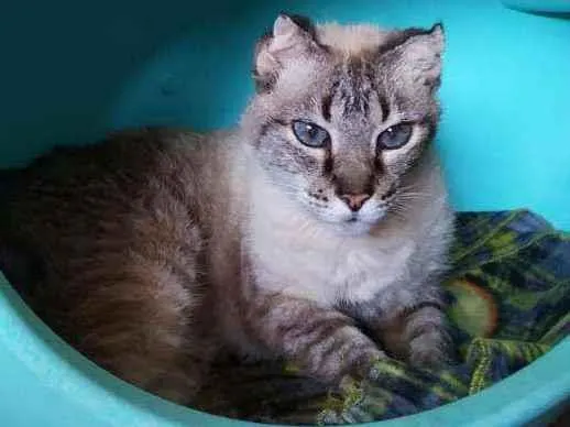 Gato ra a American curl idade 4 anos nome Cookie