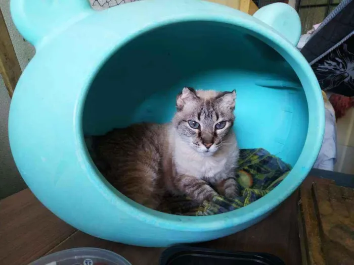 Gato ra a American curl idade 4 anos nome Cookie