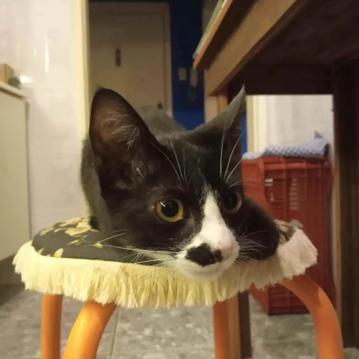 Gato ra a srd idade 2 a 6 meses nome Tom
