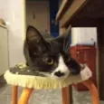 Tom