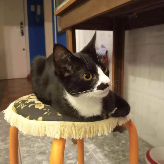Gato ra a srd idade 2 a 6 meses nome Tom
