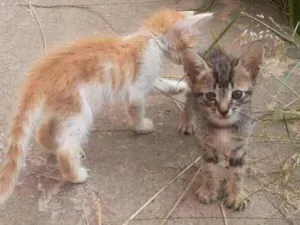 Gato raça Sem raça  idade Abaixo de 2 meses nome Sem nomes ainda