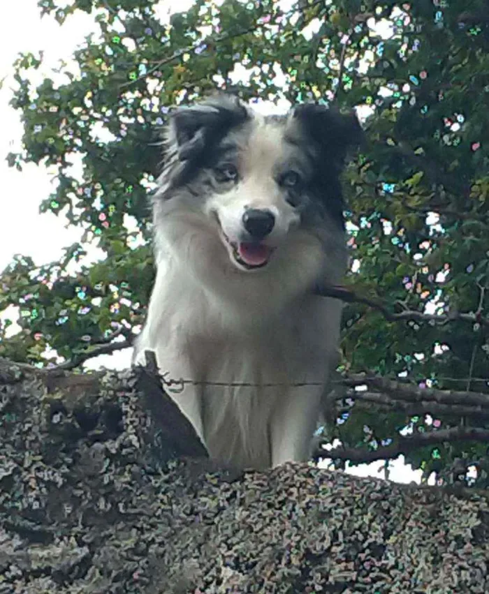 Cachorro raça Mestiço de Pastor Australiano idade 1 ano nome Afonso