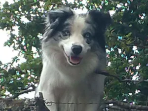 Cachorro raça Mestiço de Pastor Australiano idade 1 ano nome Afonso