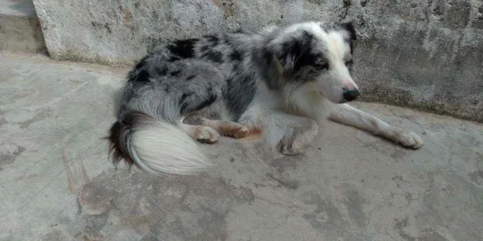Cachorro raça Mestiço de Pastor Australiano idade 1 ano nome Afonso