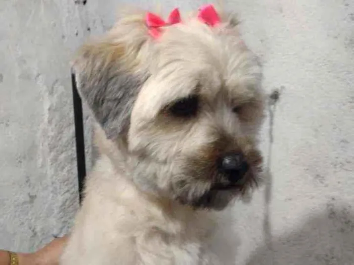 Cachorro ra a Old English Sheepdog Fonte: Ca idade 2 anos nome Old English Sheepdog