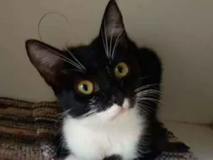 Gato raça srd frajolinha  idade 2 a 6 meses nome * LIKA *