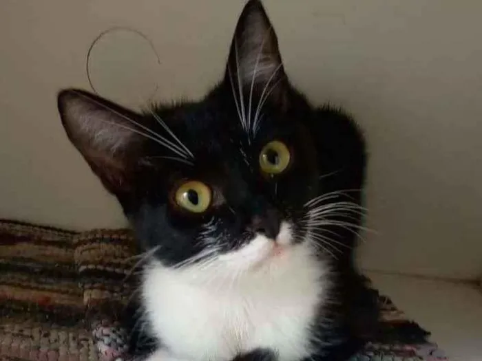Gato ra a srd frajolinha  idade 2 a 6 meses nome * LIKA *