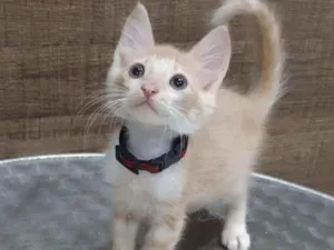 Gato raça SRD idade 2 a 6 meses nome ..