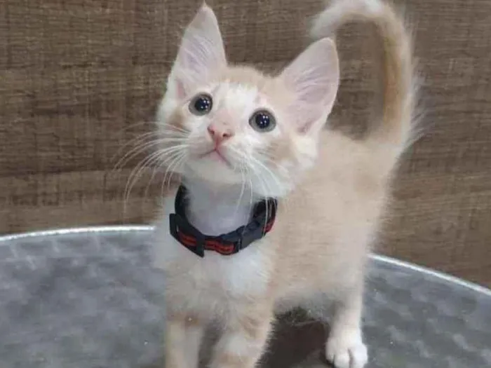 Gato ra a SRD idade 2 a 6 meses nome ..