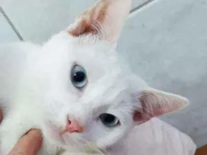 Gato raça Mix de angorá turco idade 2 a 6 meses nome Snow