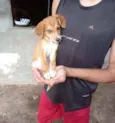 Marrom