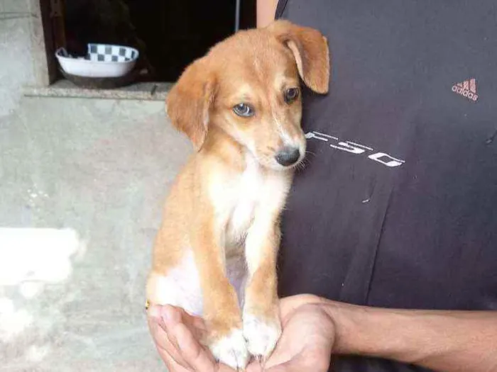Cachorro raça Viralata idade 7 a 11 meses nome Marrom