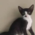 Duala