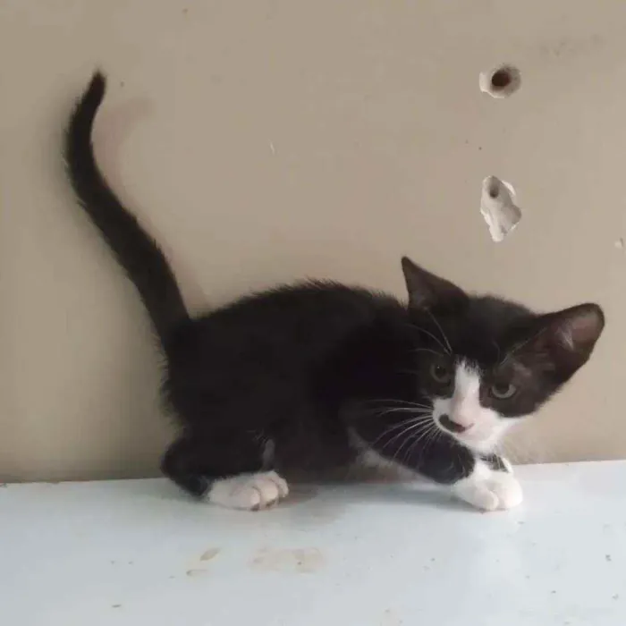 Gato ra a SRD idade 2 a 6 meses nome Duala