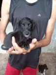 Pretinha