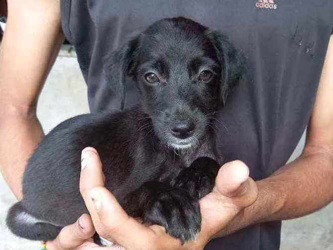 Cachorro raça Viralata idade 7 a 11 meses nome Pretinha