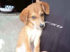 Cachorro raça Viralata idade 7 a 11 meses nome Marrom