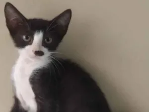 Gato raça SRD idade 2 a 6 meses nome Duala