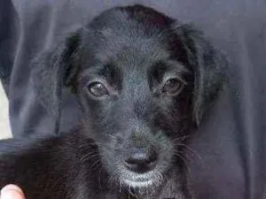 Cachorro raça Viralata idade 7 a 11 meses nome Pretinha