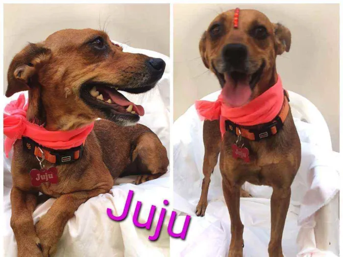 Cachorro ra a Srd idade 3 anos nome Juju