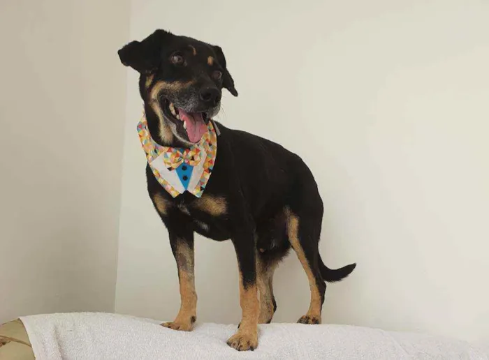 Cachorro ra a Srd idade 3 anos nome Claudinho