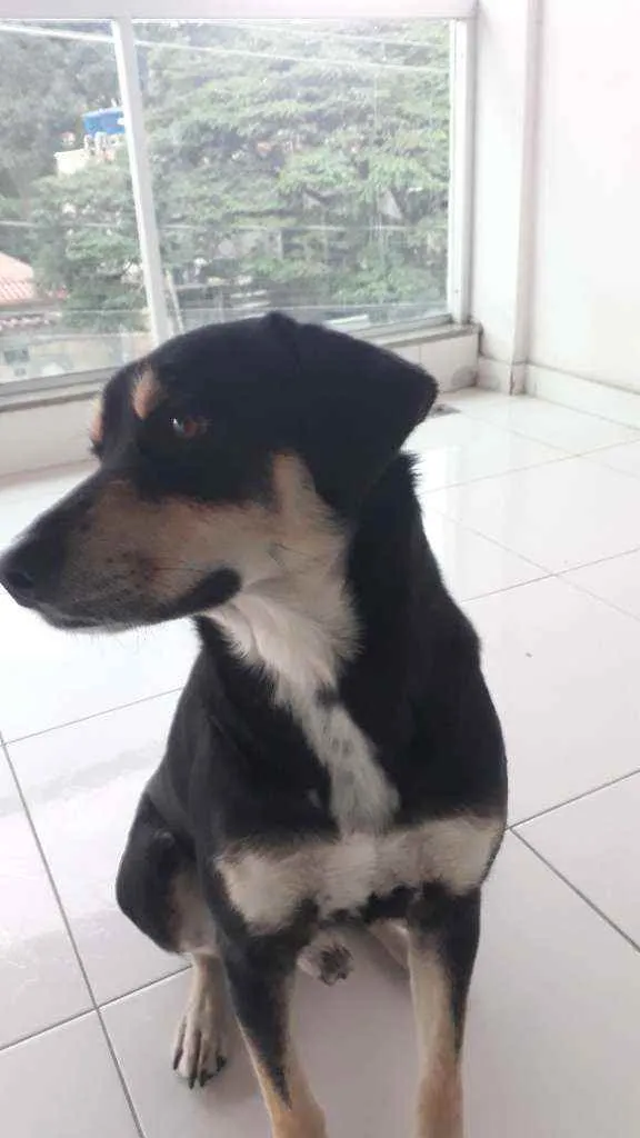 Cachorro ra a Vira-lata idade 2 anos nome Quiba