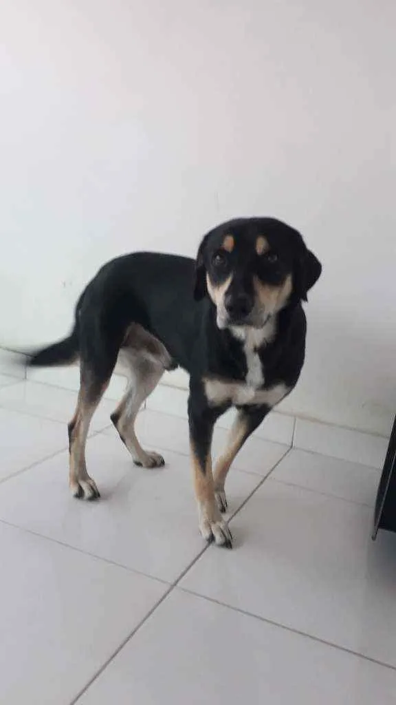 Cachorro ra a Vira-lata idade 2 anos nome Quiba