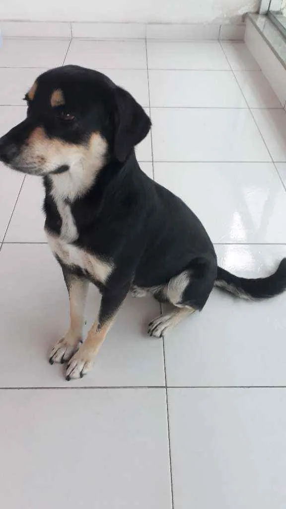 Cachorro ra a Vira-lata idade 2 anos nome Quiba