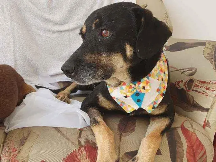 Cachorro ra a Srd idade 3 anos nome Claudinho