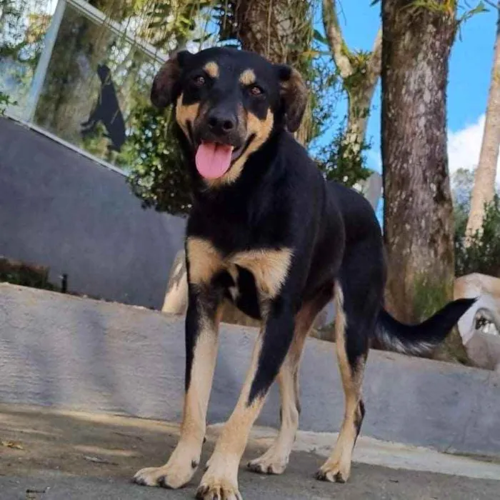 Cachorro ra a Srd idade 2 anos nome PUMBA