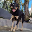PUMBA