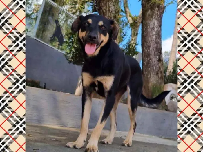 Cachorro ra a Srd idade 2 anos nome PUMBA